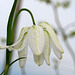 Fritillaria x hybrida