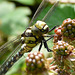 Migrant Hawker -Macro