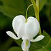 A Heart Bled White