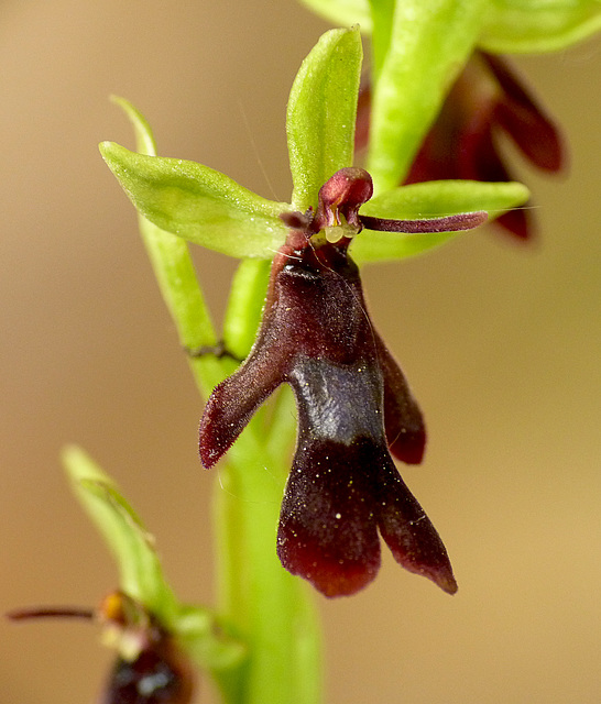 Fly Orchid