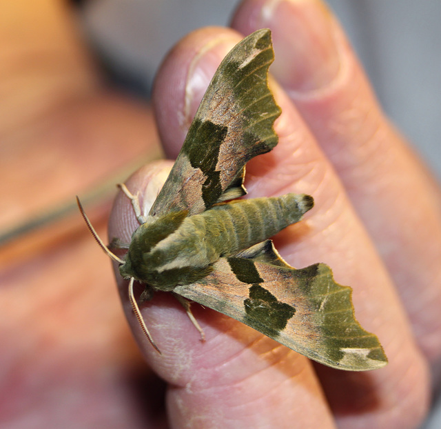 Lime Hawk-moth