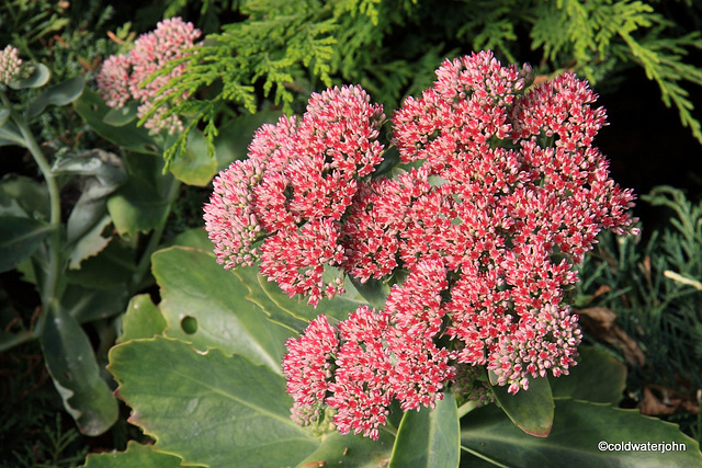 Sedum - Autumn Joy?