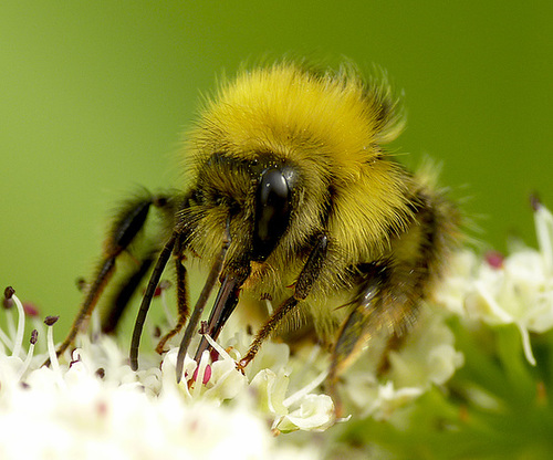 Small Bumble Bee