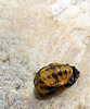 Ladybug Larva