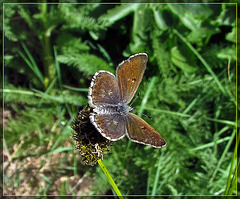 Butterfly on Old Flower