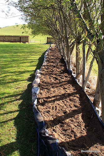 New Tulip Bed