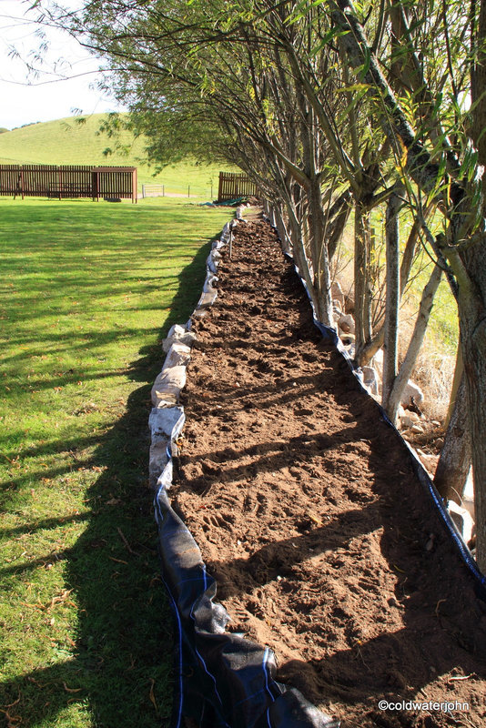New Tulip Bed