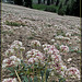 Acres of White and Pink Flowers