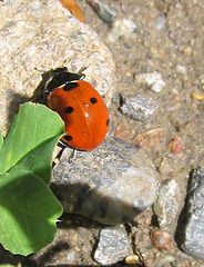 ladybugger