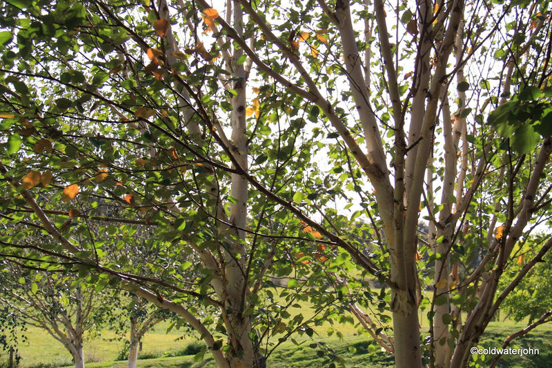 October sunshine through the Himalayan Birch