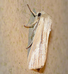 Smoky Wainscot