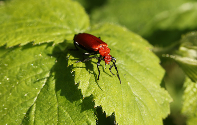 Cardinal Beetle