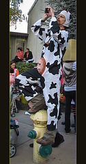 Cow Dude Taking Pictures