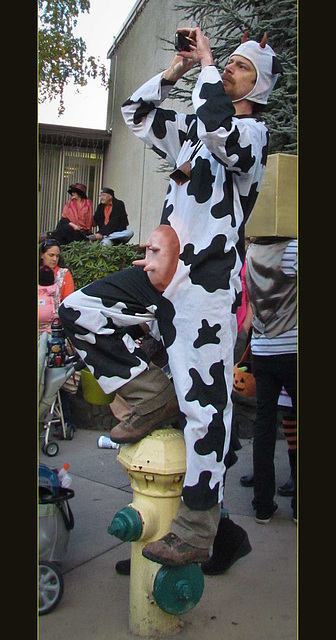 Cow Dude Taking Pictures