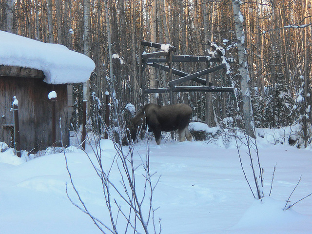 Moose munching