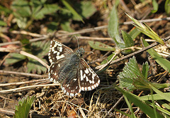 Grizzled Skipper ab. intermedia Marline