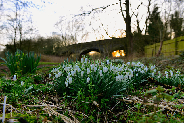 Spring snowdrops