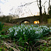 Spring snowdrops