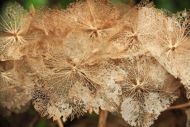 Hydrangea Decay