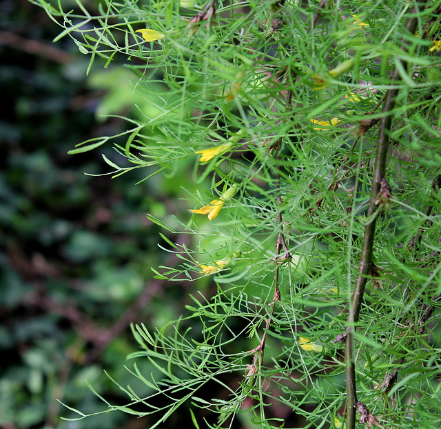 Caragana arborescens 'Walker' Pendula