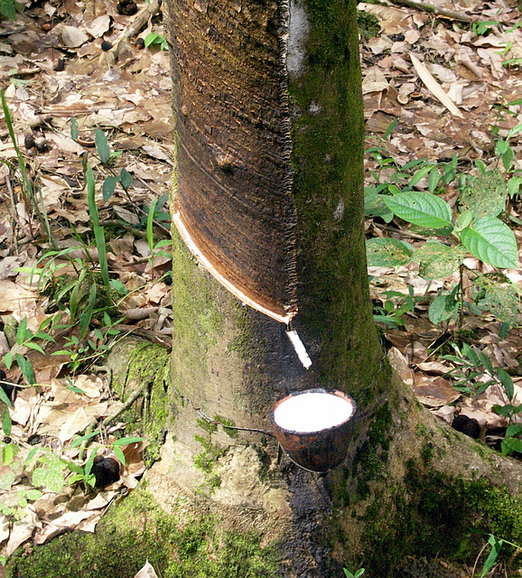 Rubber tapping