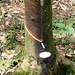 Rubber tapping