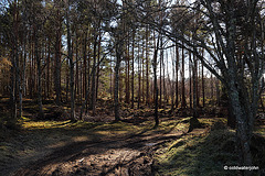 Sunshine Woodland Walk #1