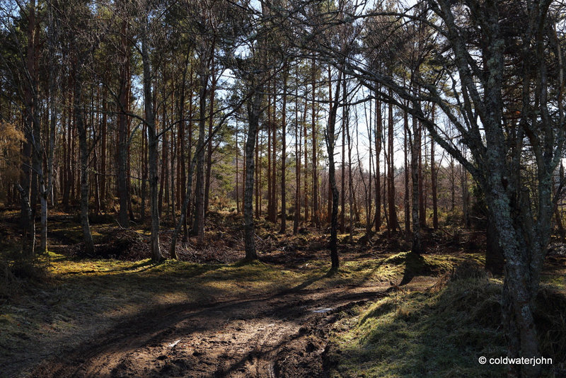 Sunshine Woodland Walk #1