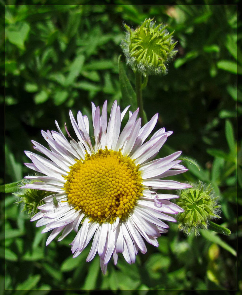 Aster with Tiny Bug