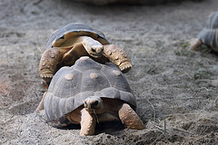 Schweinigelnde Strahlenschildkröten (Hellabrunn)