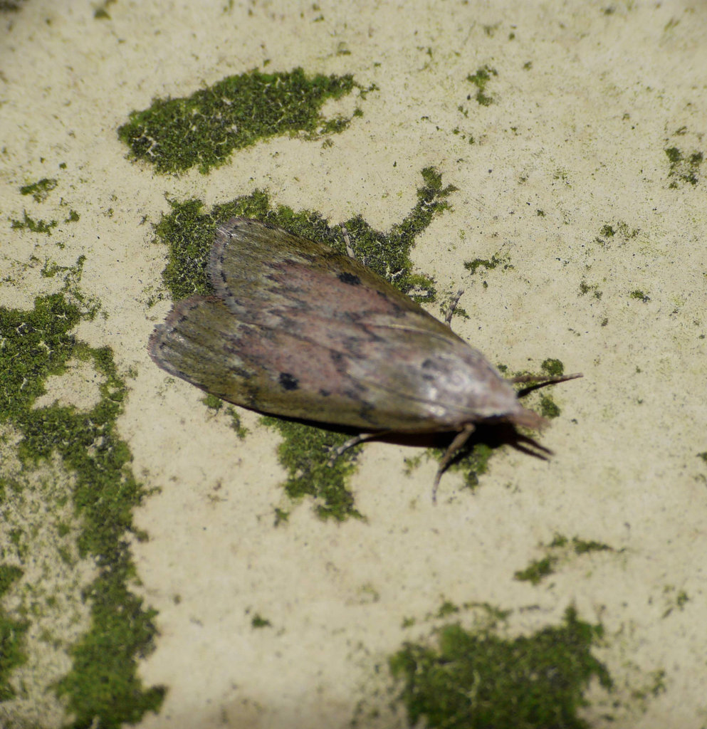 Bee Moth -Female