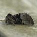 Nut-tree Tussock -Side