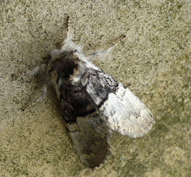 Nut-tree Tussock -Top