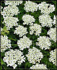 White Flower Detail