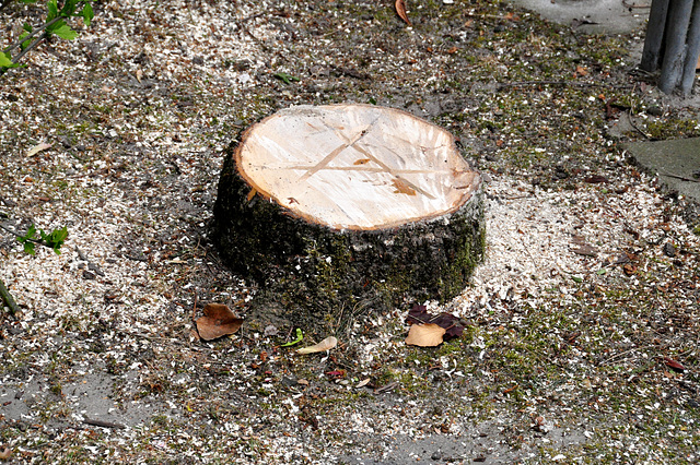 Fresh tree stump in Leiden