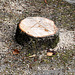 Fresh tree stump in Leiden
