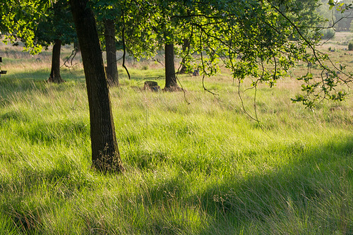 Elmpter Schwalmbruch DSC00452