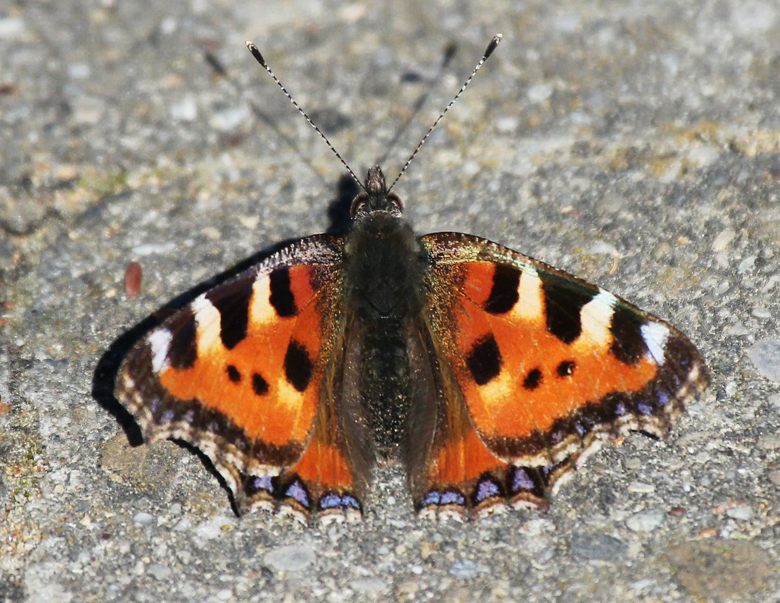 kleiner Fuchs