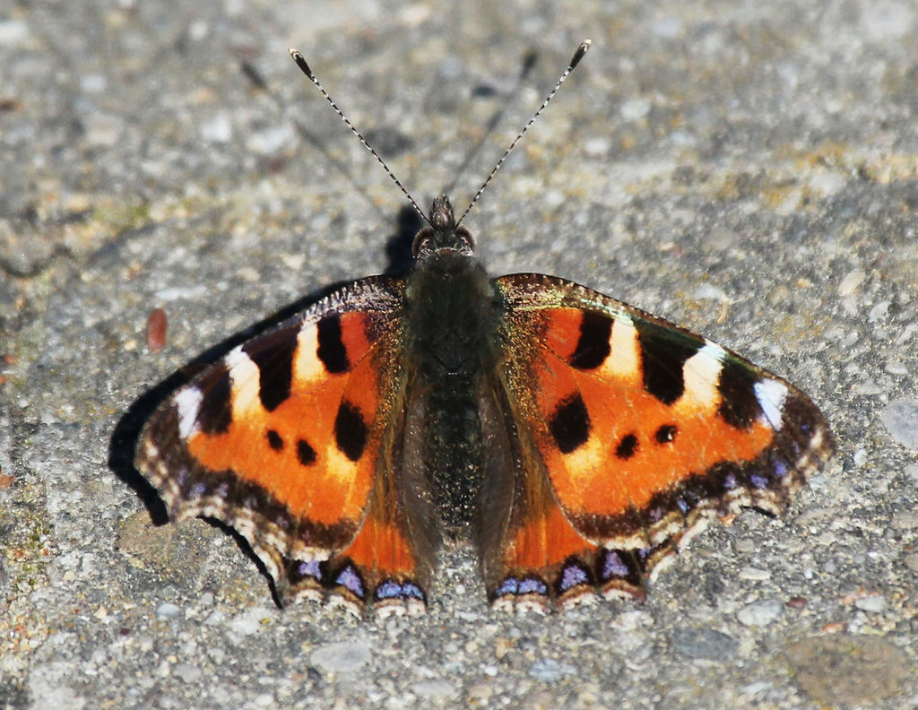 kleiner Fuchs