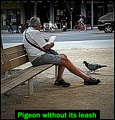 Bench-sitter on Gal-la Placidia and pigeon strolling without its leash