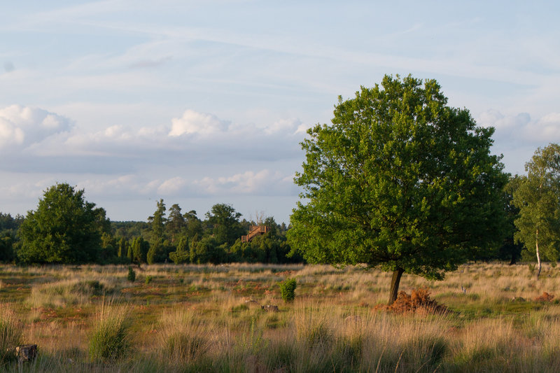 Elmpter Schwalmbruch DSC00457