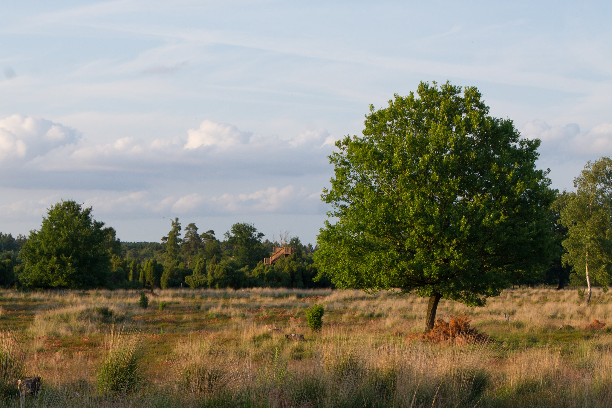Elmpter Schwalmbruch DSC00457