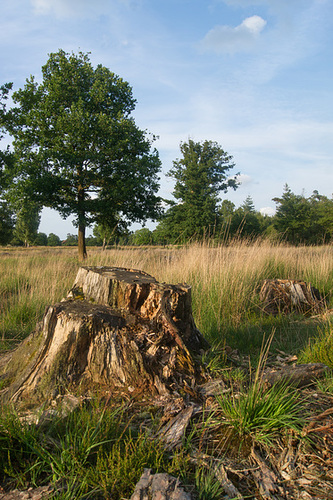 Elmpter Schwalmbruch DSC00443