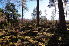 Sunshine Woodland Walk #2