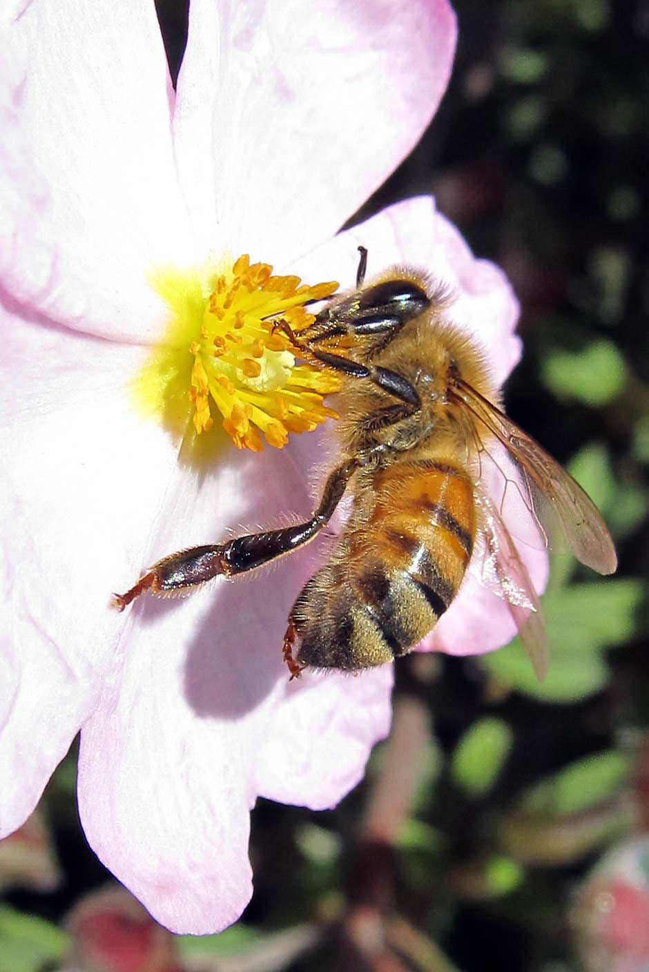 Bee on Pink Flower