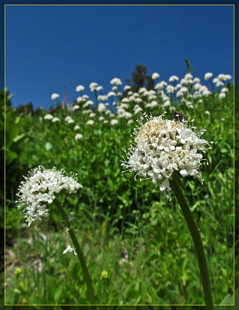 Field of White