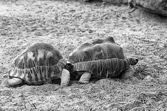 Schiebung bei den Strahlenschildkröten (Hellabrunn)