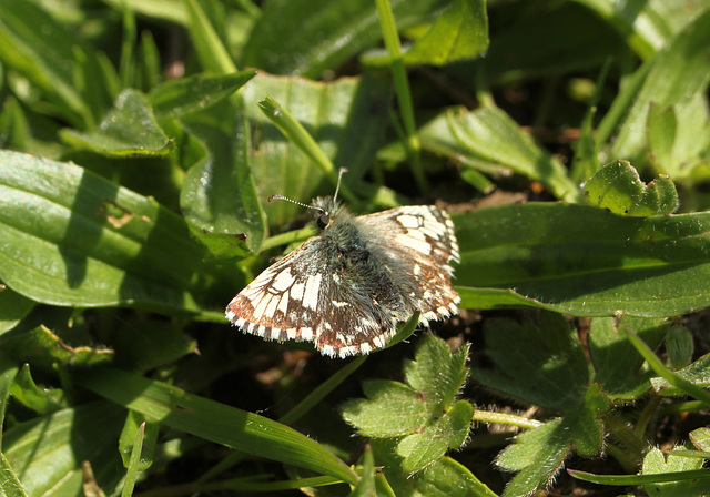 Grizzled Skipper ab. taras Marline