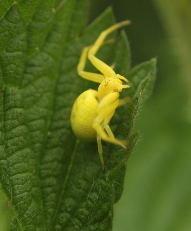 Crab Spider