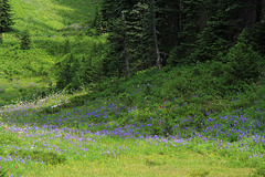 Rainier Wildflower Meadow